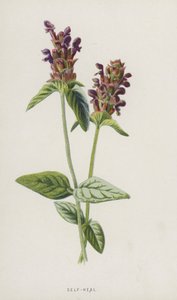 Prunella de Frederick Edward Hulme