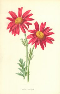 Margarita vistosa