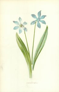 Escila siberiana de Frederick Edward Hulme