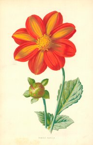 Dalia solitaria de Frederick Edward Hulme