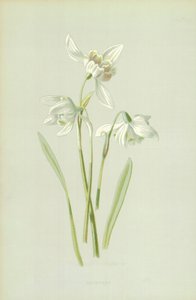 Campanilla