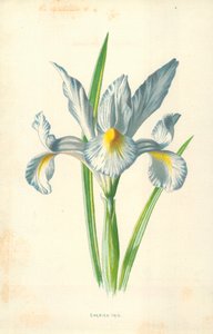 Iris español