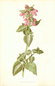 Ortiga muerta manchada de Frederick Edward Hulme