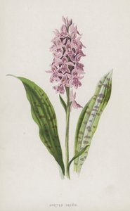 Orquídea manchada de Frederick Edward Hulme