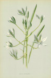 Estrella de Belén de Frederick Edward Hulme
