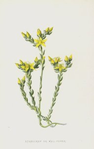 Sedum de Frederick Edward Hulme