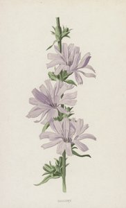 Achicoria