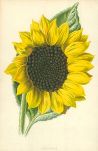 Girasol