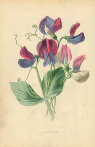 Guisante de olor de Frederick Edward Hulme