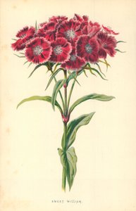 Clavelina