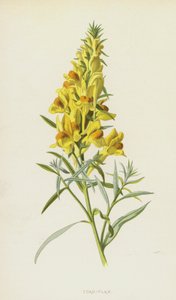 Lino de sapo de Frederick Edward Hulme