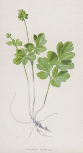 Moscatel tuberoso de Frederick Edward Hulme
