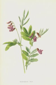 Guisante tuberoso de Frederick Edward Hulme