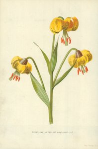 Lirio martagón amarillo de Frederick Edward Hulme