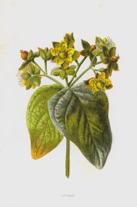 Tutsan