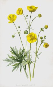 Ranúnculo de prado erguido