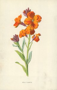 Flor de pared