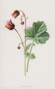 Geum rivale