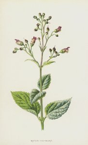 Scrofularia de agua de Frederick Edward Hulme