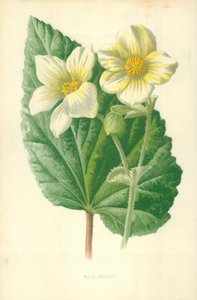 Begonia blanca de Frederick Edward Hulme