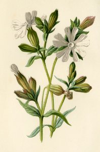 Campion blanco, 1877 de Frederick Edward Hulme