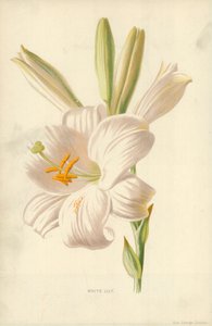 Lirio Blanco de Frederick Edward Hulme