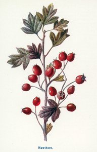  de Frederick Edward Hulme