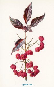  de Frederick Edward Hulme