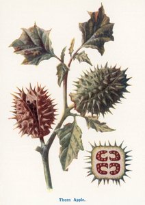  de Frederick Edward Hulme
