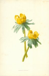 Aconito de invierno