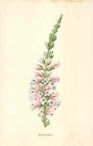 Brezo de Invierno de Frederick Edward Hulme