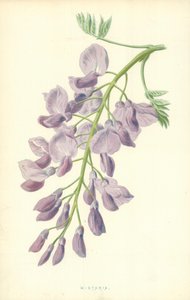 Glicinia de Frederick Edward Hulme