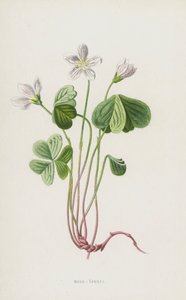 Acederilla de Frederick Edward Hulme