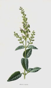 Salvia de bosque de Frederick Edward Hulme