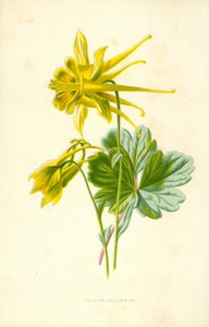 Columbina amarilla