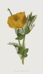 Amapola cornuda amarilla