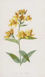 Lisimaquia Amarilla de Frederick Edward Hulme