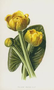 Nenúfar Amarillo