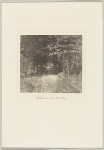 Bosque de abetos cerca de Leith Hill, Surrey de Frederick H. Evans