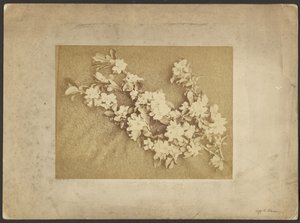 Flor de manzano