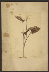 [Calla Lily] de Frederick H. Hollyer