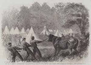 La guerra en América, Departamento de Intendencia, matando bueyes en el campamento federal, Virginia