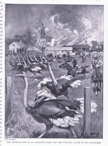 La destrucción de la granja del Dr. Smart y la liberación de los avestruces, de Después de Pretoria: La Guerra de Guerrillas publicado por Harmsworth Bros Limited, 1901