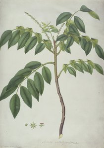 Brucea Antidysenterica, 1777 de Frederick Polydor Nodder