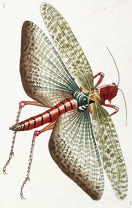 Langosta egipcia, 1790