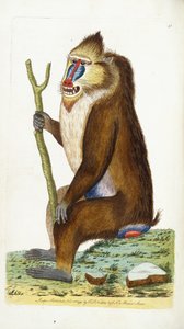 Babuino variado o Mandril Mandrillus sphinx de Frederick Polydor Nodder