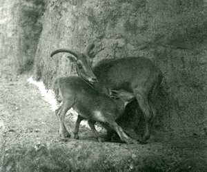 Una oveja de Berbería alimentando a su cordero en las terrazas Mappin, Zoológico de Londres, agosto de 1927 de Frederick William Bond