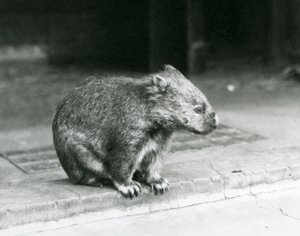 Un wombat de nariz desnuda/común/de pelo grueso sentado en el suelo en el zoológico de Londres en 1929
