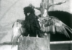Un águila bateleur parada en un tocón de árbol y extendiendo sus alas, Zoológico de Londres, 1925 de Frederick William Bond