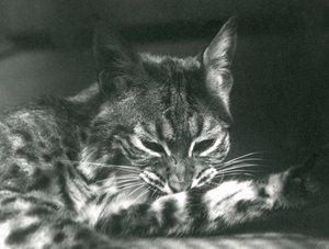 Un lince bay acicalándose